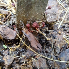 Cruentomycena viscidocruenta (Ruby Mycena) at Watson, ACT - 1 Apr 2023 by abread111