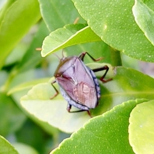 Musgraveia sulciventris at Hawker, ACT - 1 Apr 2023 02:12 PM