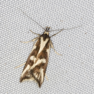 Epithymema incomposita at O'Connor, ACT - 14 Mar 2023 09:11 PM