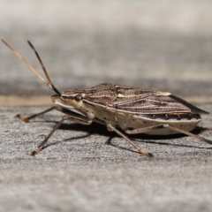 Poecilometis histricus (Zebra Gum Tree Shield Bug) at Wellington Point, QLD by TimL