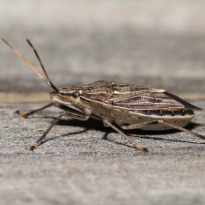 Poecilometis histricus at Wellington Point, QLD - suppressed