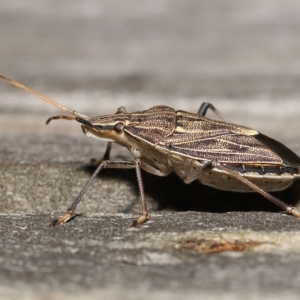 Poecilometis histricus at Wellington Point, QLD - suppressed
