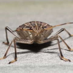 Poecilometis histricus at Wellington Point, QLD - suppressed