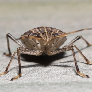 Poecilometis histricus at Wellington Point, QLD - suppressed