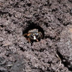 Unidentified Potter wasp (Vespidae, Eumeninae) at Wellington Point, QLD - 31 Mar 2023 by TimL