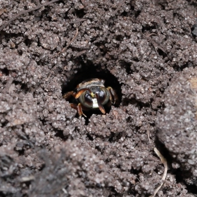 Ammatomus icarioides (Sand Wasp) at Wellington Point, QLD - 31 Mar 2023 by TimL