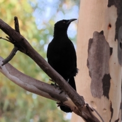 Corcorax melanorhamphos (White-winged Chough) at Wodonga, VIC - 1 Apr 2023 by KylieWaldon