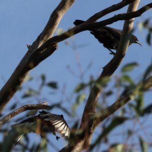Corcorax melanorhamphos at Wodonga, VIC - 1 Apr 2023 08:51 AM