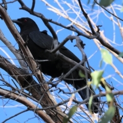 Corcorax melanorhamphos at Wodonga, VIC - 1 Apr 2023 08:51 AM