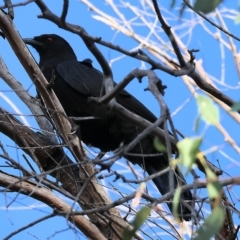 Corcorax melanorhamphos at Wodonga, VIC - 1 Apr 2023