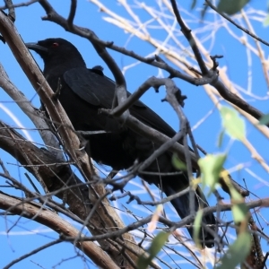 Corcorax melanorhamphos at Wodonga, VIC - 1 Apr 2023 08:51 AM