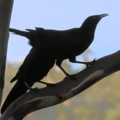 Corcorax melanorhamphos at Wodonga, VIC - 1 Apr 2023 08:51 AM