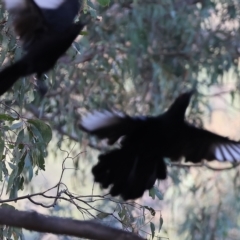 Corcorax melanorhamphos at Wodonga, VIC - 1 Apr 2023 08:51 AM