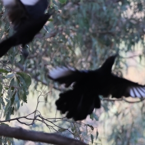 Corcorax melanorhamphos at Wodonga, VIC - 1 Apr 2023 08:51 AM
