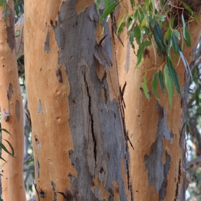 Eucalyptus sp. (A Gum Tree) at Wodonga - 31 Mar 2023 by KylieWaldon