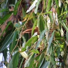 Eucalyptus sp. at Wodonga, VIC - 1 Apr 2023