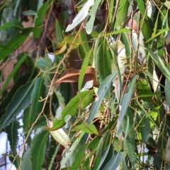 Eucalyptus sp. at Wodonga, VIC - 1 Apr 2023 08:51 AM