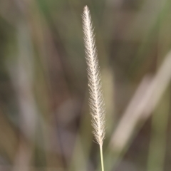 Setaria sp. (Pigeon Grass) at Wodonga - 31 Mar 2023 by KylieWaldon