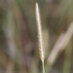 Setaria sp. (Pigeon Grass) at Wodonga, VIC - 1 Apr 2023 by KylieWaldon