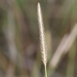 Setaria sp. at Wodonga, VIC - 1 Apr 2023 09:08 AM