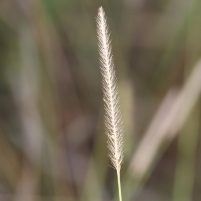 Setaria sp. (Pigeon Grass) at Wodonga - 31 Mar 2023 by KylieWaldon