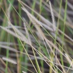 Setaria sp. at Wodonga, VIC - 1 Apr 2023 09:08 AM