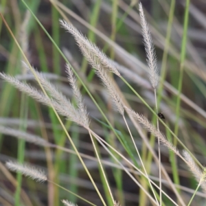 Setaria sp. at Wodonga, VIC - 1 Apr 2023