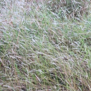 Setaria sp. at Wodonga, VIC - 1 Apr 2023 09:08 AM