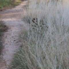 Austrostipa scabra (Corkscrew Grass, Slender Speargrass) at Wodonga - 31 Mar 2023 by KylieWaldon