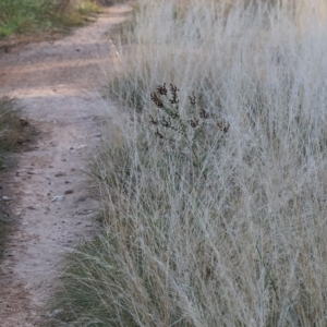 Austrostipa scabra at Wodonga, VIC - 1 Apr 2023