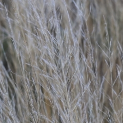 Austrostipa scabra at Wodonga, VIC - 1 Apr 2023