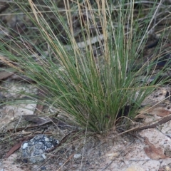 Austrostipa scabra at Wodonga, VIC - 1 Apr 2023 09:00 AM