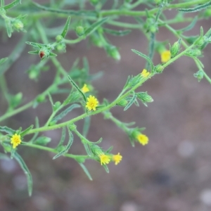 Dittrichia graveolens at Wodonga, VIC - 1 Apr 2023 09:04 AM