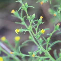 Dittrichia graveolens at Wodonga, VIC - 1 Apr 2023