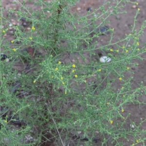 Dittrichia graveolens at Wodonga, VIC - 1 Apr 2023