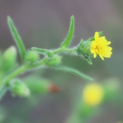 Dittrichia graveolens at Wodonga, VIC - 1 Apr 2023 09:04 AM