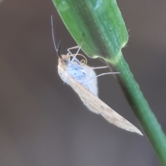 Unidentified Moth (Lepidoptera) at Wodonga - 31 Mar 2023 by KylieWaldon