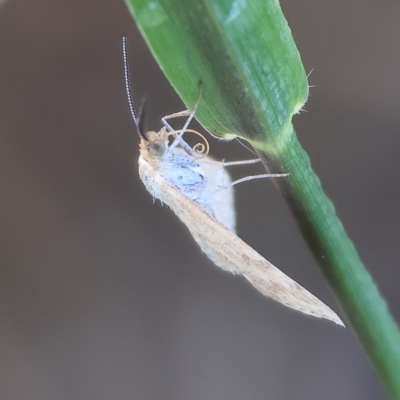 Unidentified Moth (Lepidoptera) at Wodonga, VIC - 31 Mar 2023 by KylieWaldon
