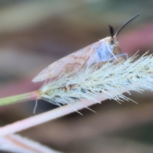 Scopula rubraria at Wodonga, VIC - 1 Apr 2023 09:11 AM
