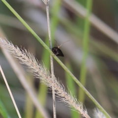 Unidentified Moth (Lepidoptera) at Wodonga - 31 Mar 2023 by KylieWaldon