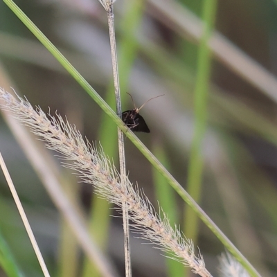 Unidentified Moth (Lepidoptera) at Wodonga, VIC - 31 Mar 2023 by KylieWaldon