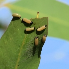 Paropsisterna cloelia (Eucalyptus variegated beetle) at Wodonga - 31 Mar 2023 by KylieWaldon