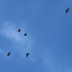 Corvus mellori (Little Raven) at Wodonga, VIC - 31 Mar 2023 by KylieWaldon
