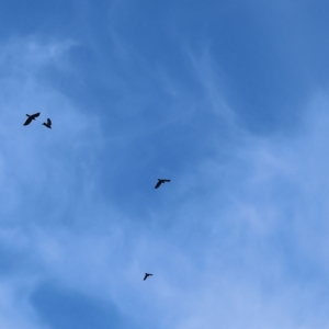 Corvus mellori at Wodonga, VIC - 1 Apr 2023 09:09 AM