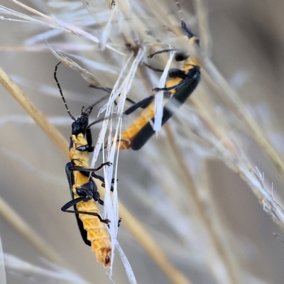 Chauliognathus lugubris (Plague Soldier Beetle) at Wodonga - 31 Mar 2023 by KylieWaldon