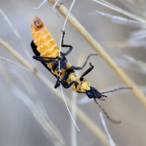 Chauliognathus lugubris at Wodonga, VIC - 1 Apr 2023