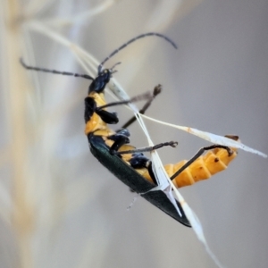Chauliognathus lugubris at Wodonga, VIC - 1 Apr 2023 08:59 AM