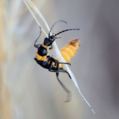 Chauliognathus lugubris at Wodonga, VIC - 1 Apr 2023