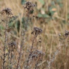 Chrysocephalum semipapposum (Clustered Everlasting) at Wodonga, VIC - 1 Apr 2023 by KylieWaldon