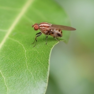 Sapromyza brunneovittata at West Wodonga, VIC - 1 Apr 2023